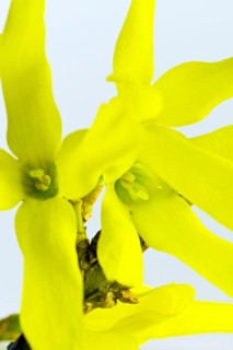 Forsythia