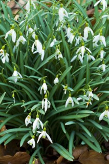Common snowdrop
