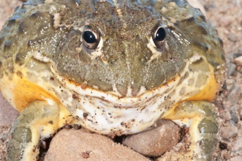 African bullfrog