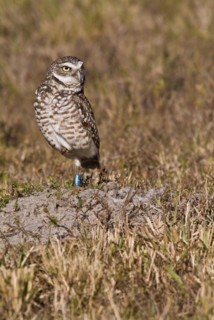 Burrowing owl