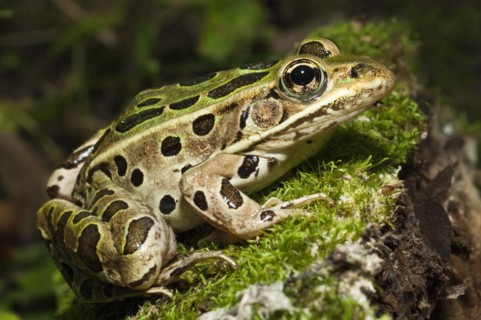 The northern leopard frog