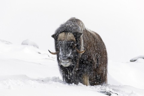 Muskox