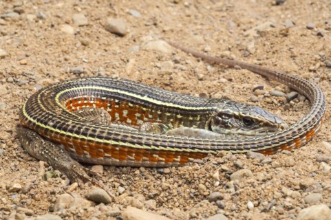 Yellow-throated plated lizard