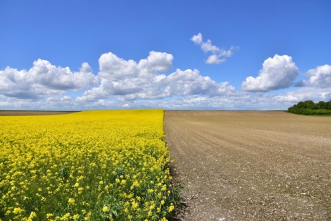 Fields with rape in Swabia