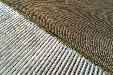 Aerial view field asparagus cultivation near Schrobenhausen in Bavaria