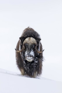 Muskox