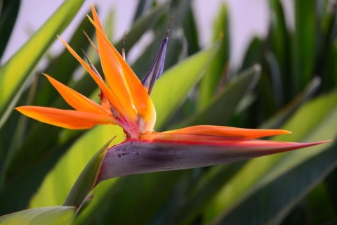 Strelitzias