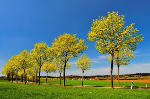 Maple avenue in blossom in spring