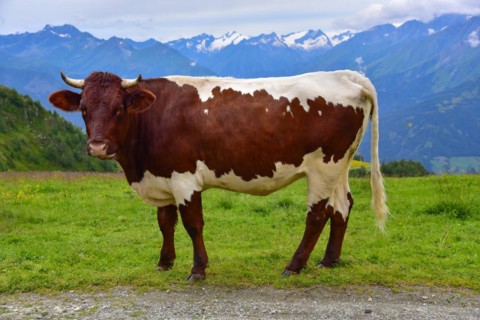 Pinzgauer cow on a mountain pasture in Tyrol