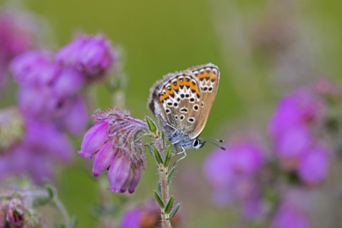Silver-studded blue