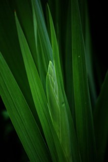 Leaves of a sword lily