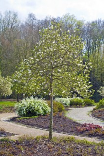 Tulip tree