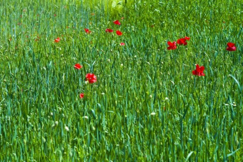 Poppies