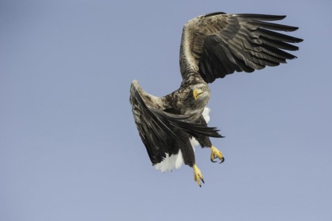 White-tailed eagle