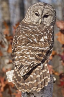 Barred Owl