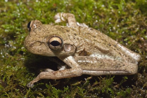 Cuban tree frog