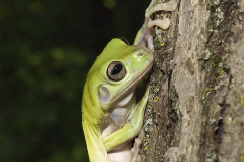 Whites Tree Frog