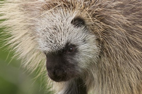 Adult male North American porcupine