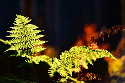 Autumn mood in the forest with ferns against the light