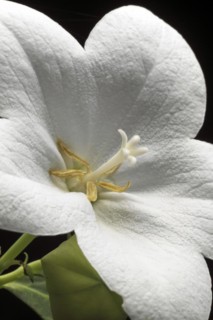Chinese bellflower
