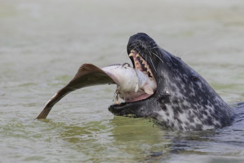 Close up of common seal