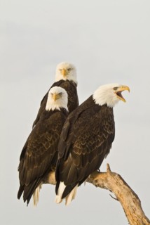 Bald eagle
