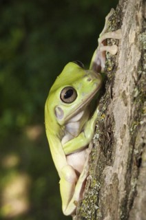 Whites Tree Frog