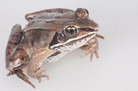 Wood frog