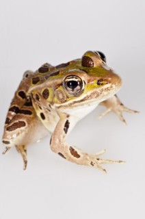 Northern leopard frog