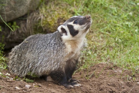 American badger