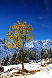 Sycamore maple in the first snow