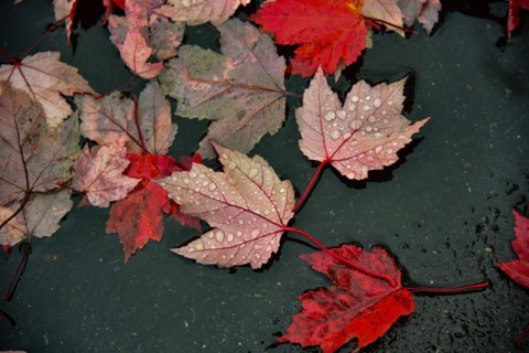 The leaves of a red maple lie on the wet road
