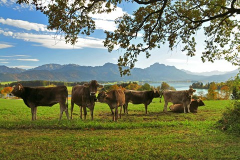 Cows on a pasture above the Forggensee