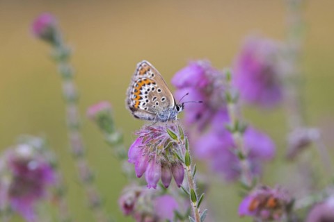 Silver-studded blue