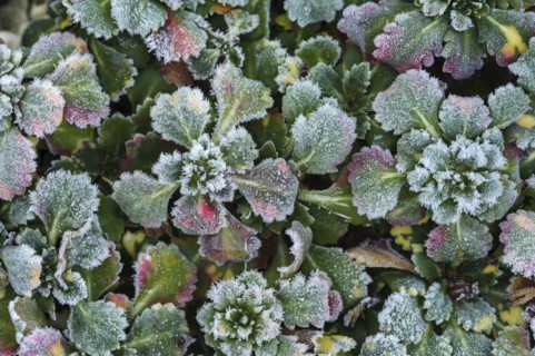 (Saxifraga) with hoarfrost