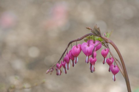 (Dicentra spectabilis)