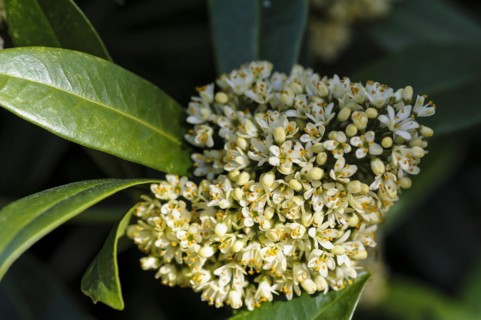 Skimmia confusa kew green