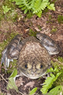 Bullfrog