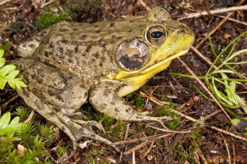 Green frog