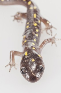 Spotted salamander
