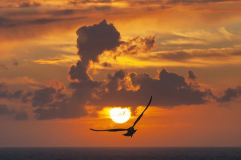 Sunset with seagull on the French coast of the English Channel in Etretat