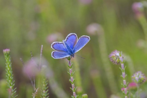 Silver-studded blue