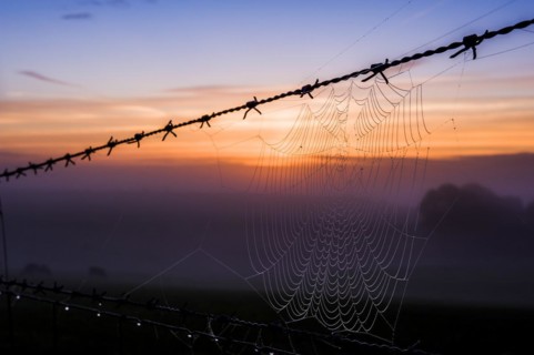 A cobweb on a barbed wire fence