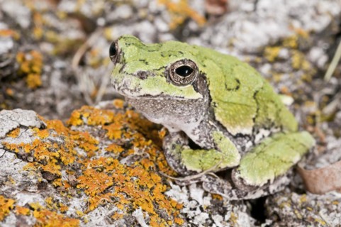 Copes gray tree frog