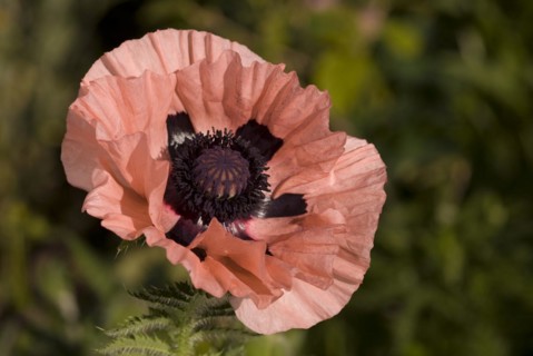 Poppy