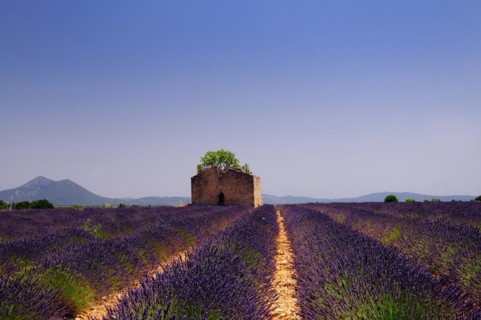Common lavender