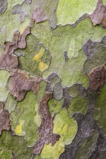 Eucalyptus bark