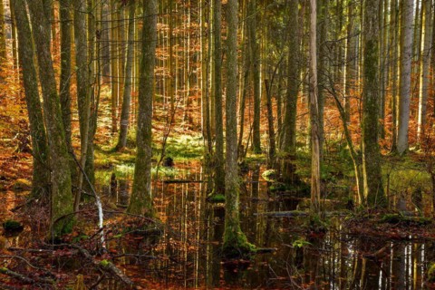 Autumn-coloured mixed forest reflected in a pond in the Westliche Waelder nature park Park near Ausgburg