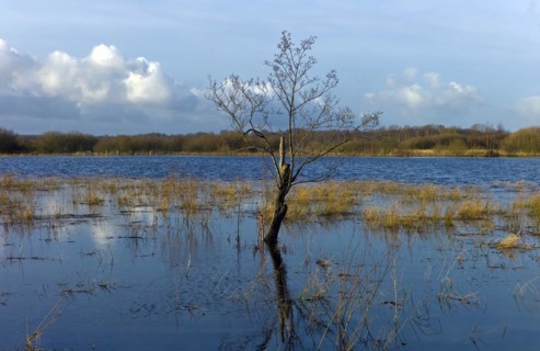 Flooded meadows in the Breites Wasser nature reserve near Worpswede