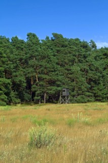 Altwarp Mecklenburg-Western Pomerania Greifswald County Altwarp High Seat in the Juniper Valley Forest Germany Europe